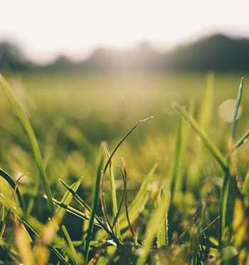 7 Easy Tips To Plant Grass Seed